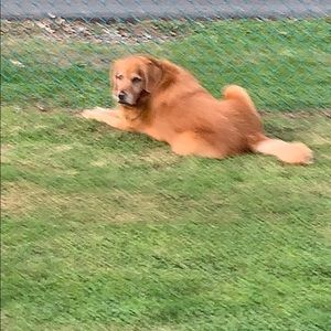 Meet your Posher, Dawn